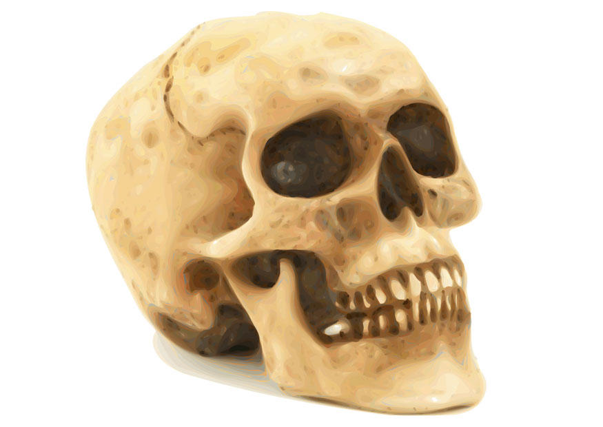 calavera Imagen calavera