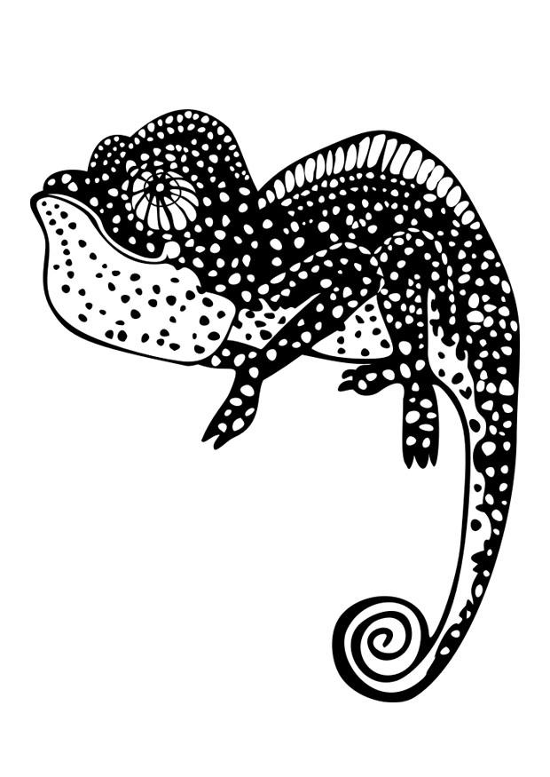 camaleon Dibujo para colorear camaleon