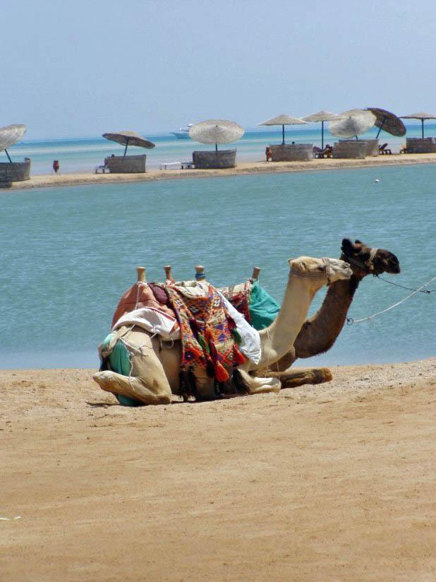 camellos Foto camellos
