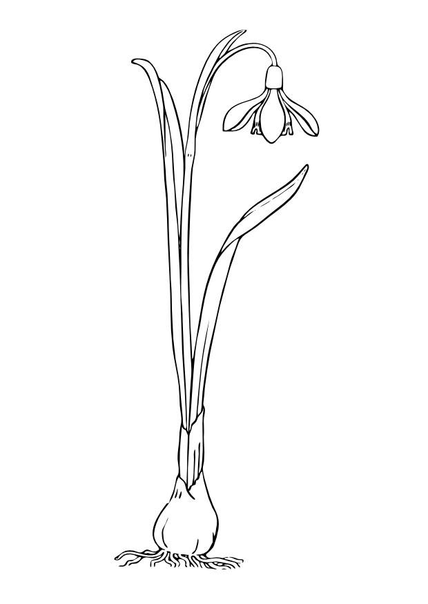 campanilla de las nieves Dibujo para colorear campanilla de las nieves