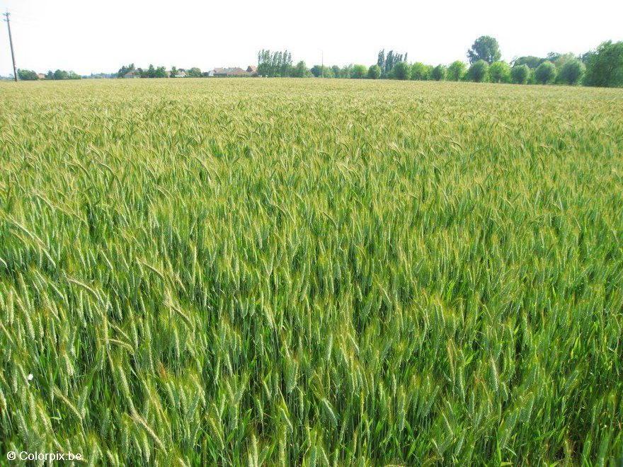 campo de trigo Foto campo de trigo