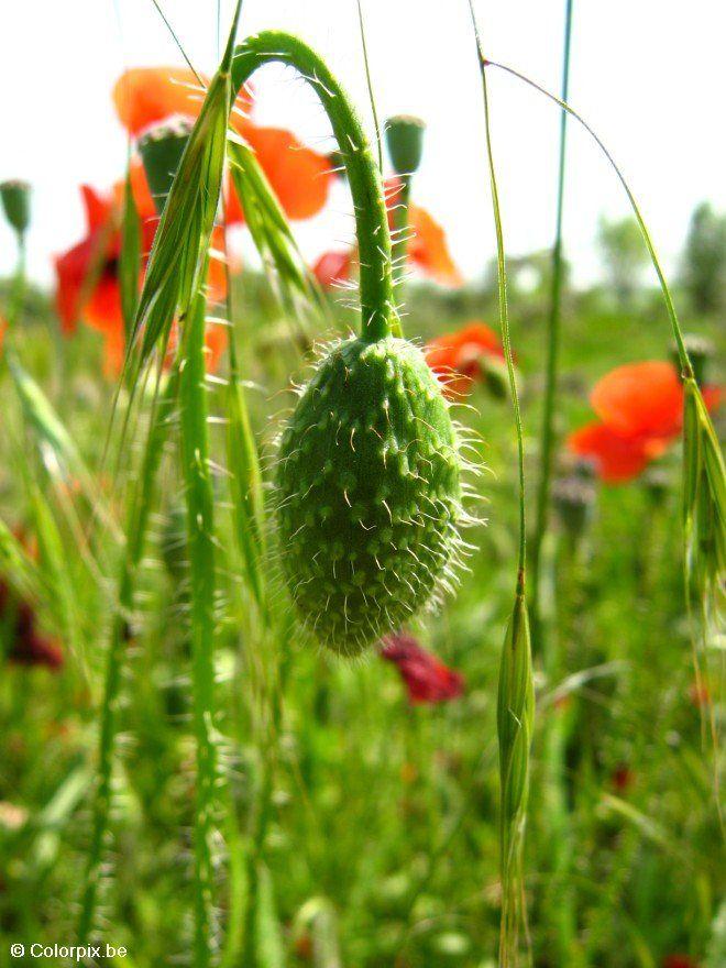 capullo de amapola Foto capullo de amapola