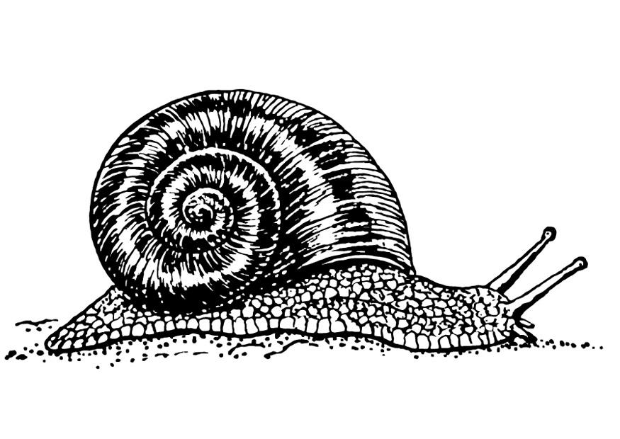 caracol Dibujo para colorear caracol