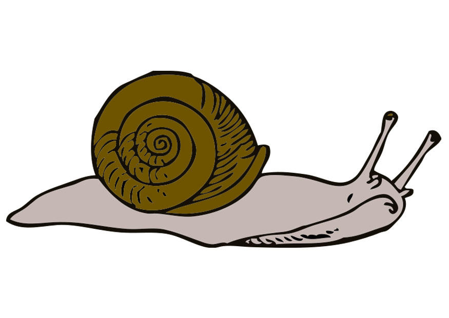 caracol Imagen caracol
