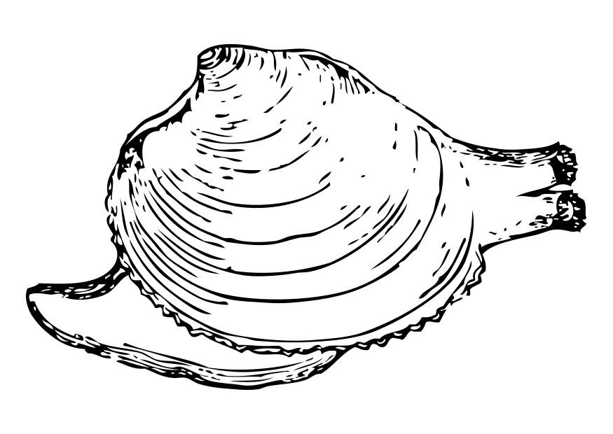 caracol Dibujo para colorear caracol