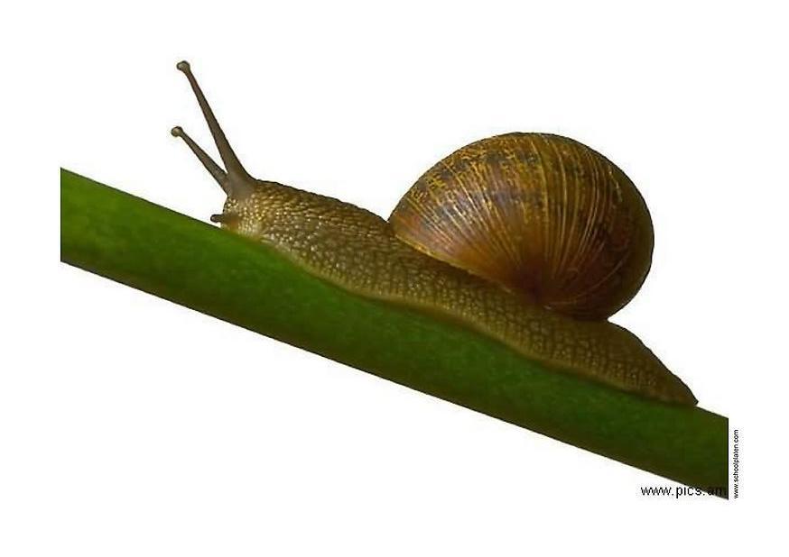 caracol Foto caracol