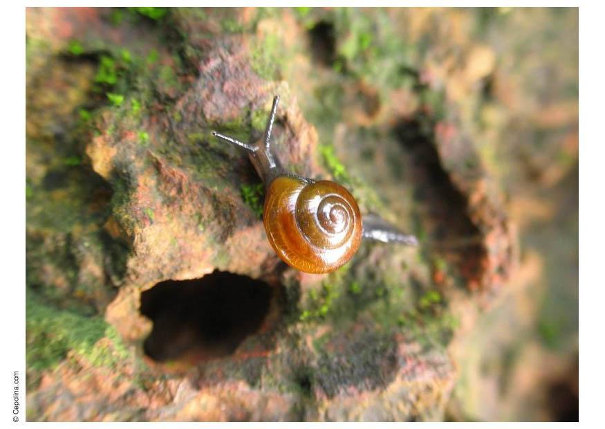 caracol Foto caracol