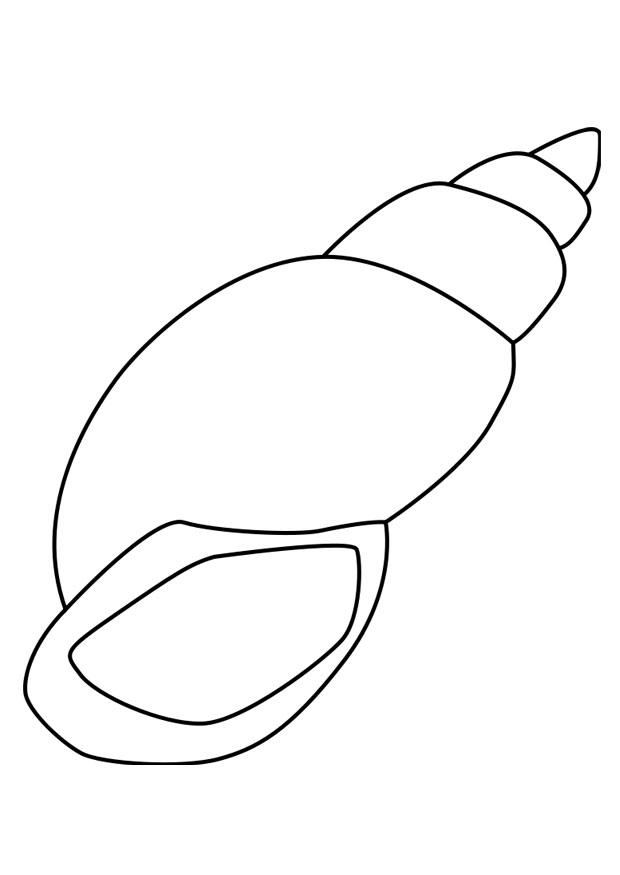 caracola Dibujo para colorear caracola