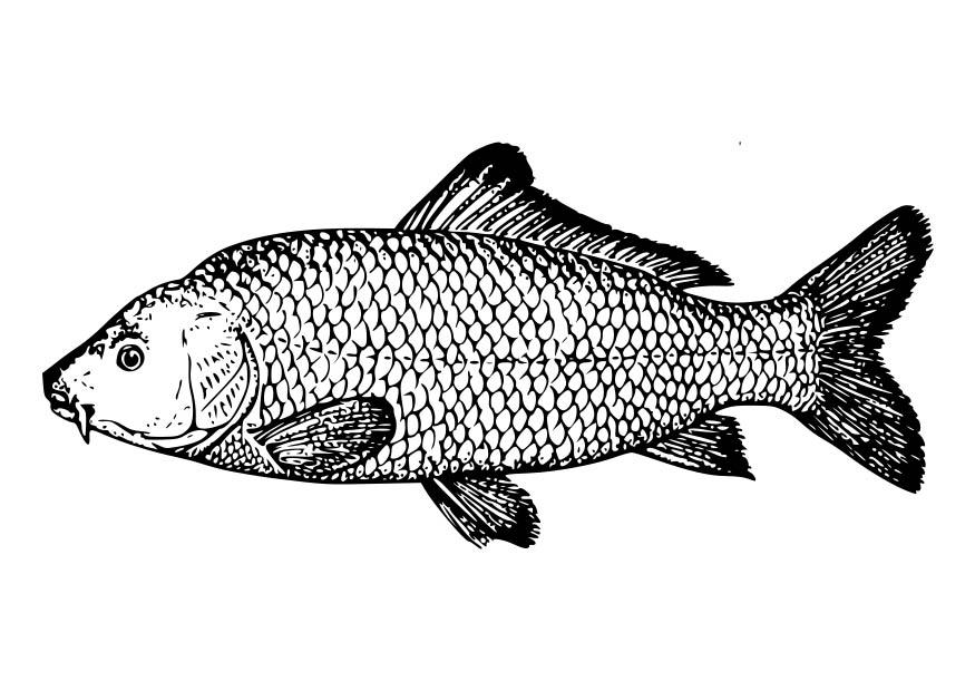 carpa Dibujo para colorear carpa