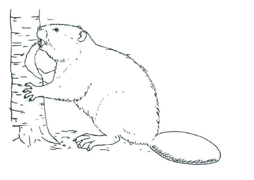 Dibujo para colorear castor