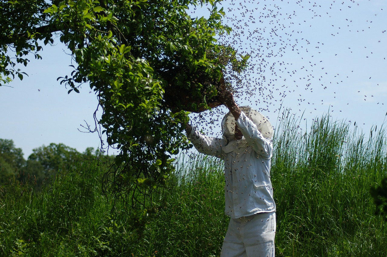 cazar enjambre de abejas Foto cazar enjambre de abejas