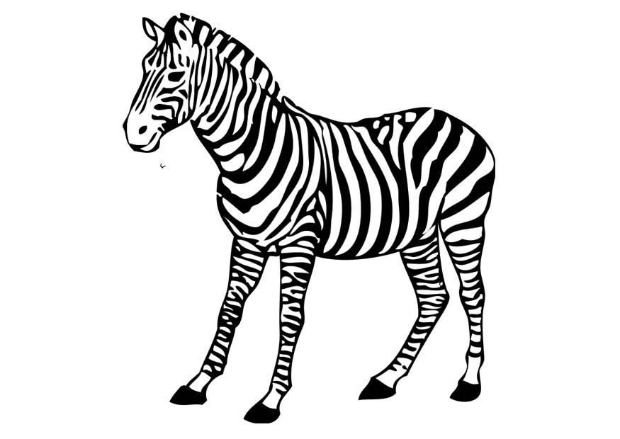 cebra Dibujo para colorear cebra