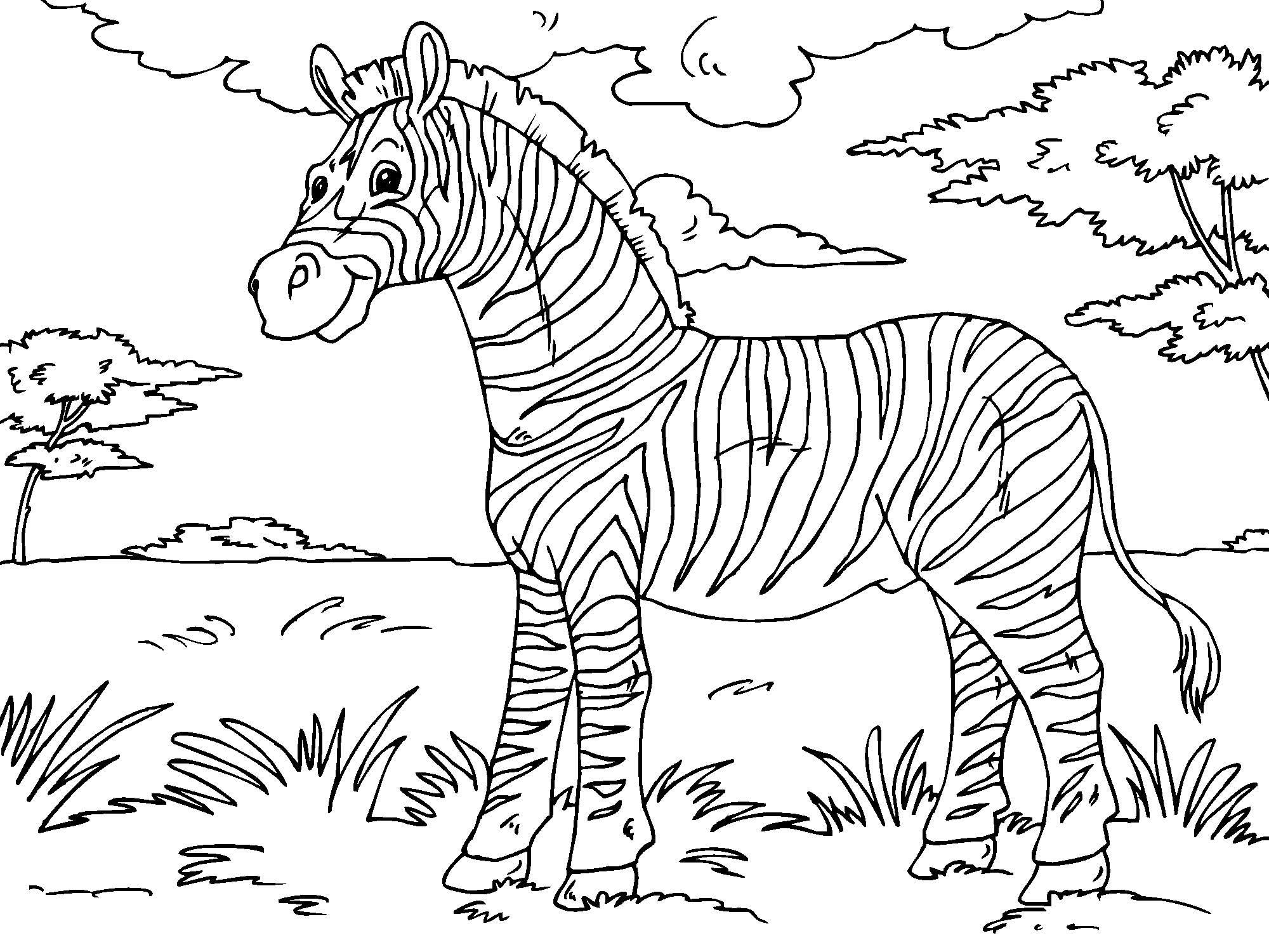 cebra Dibujo para colorear cebra