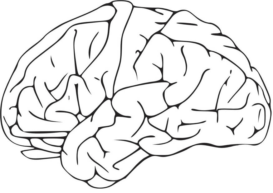 Dibujo para colorear cerebro