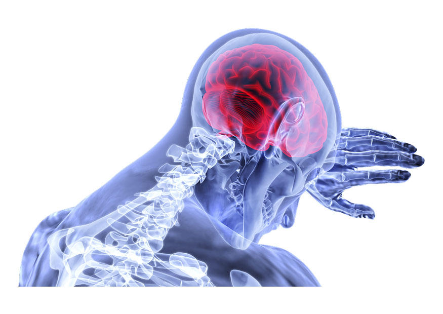 cerebro Imagen cerebro