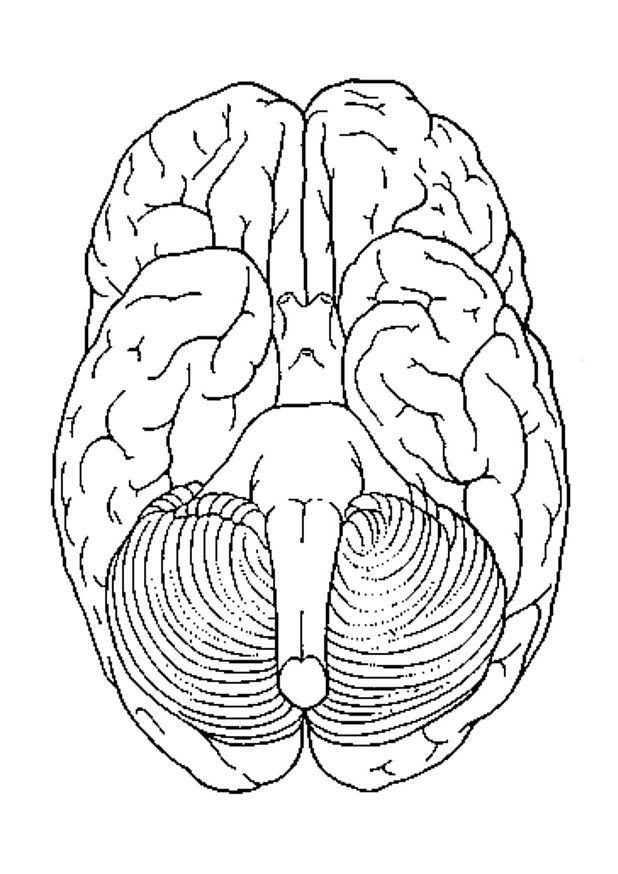 Dibujo para colorear cerebro visto desde abajo