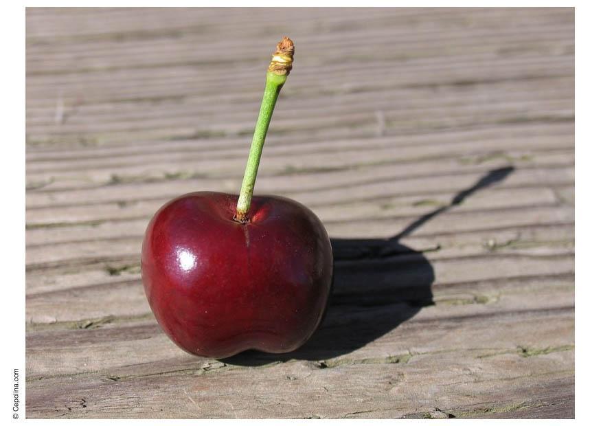 Foto cerezas