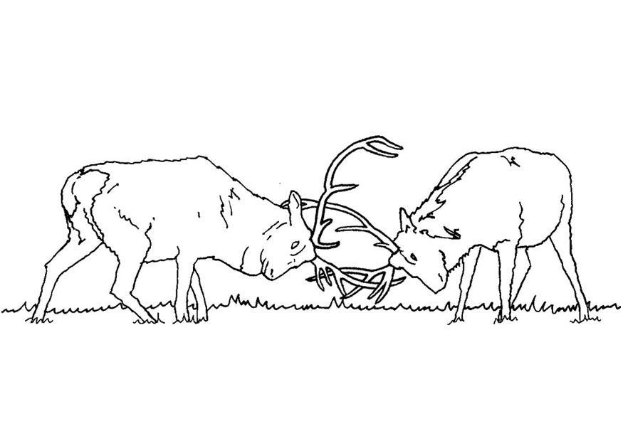 Dibujo para colorear ciervos luchando