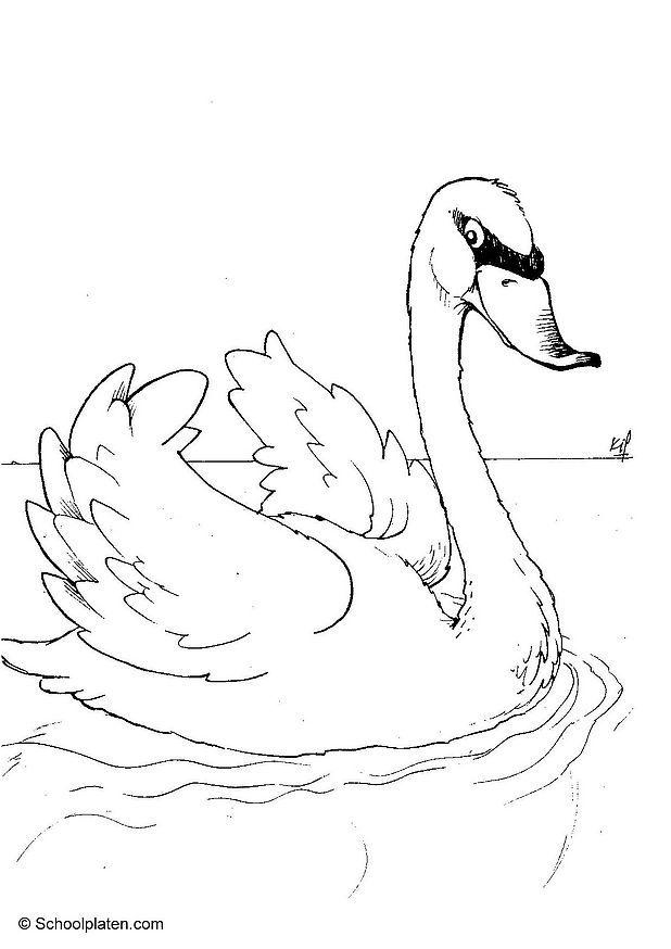Dibujo para colorear cisne