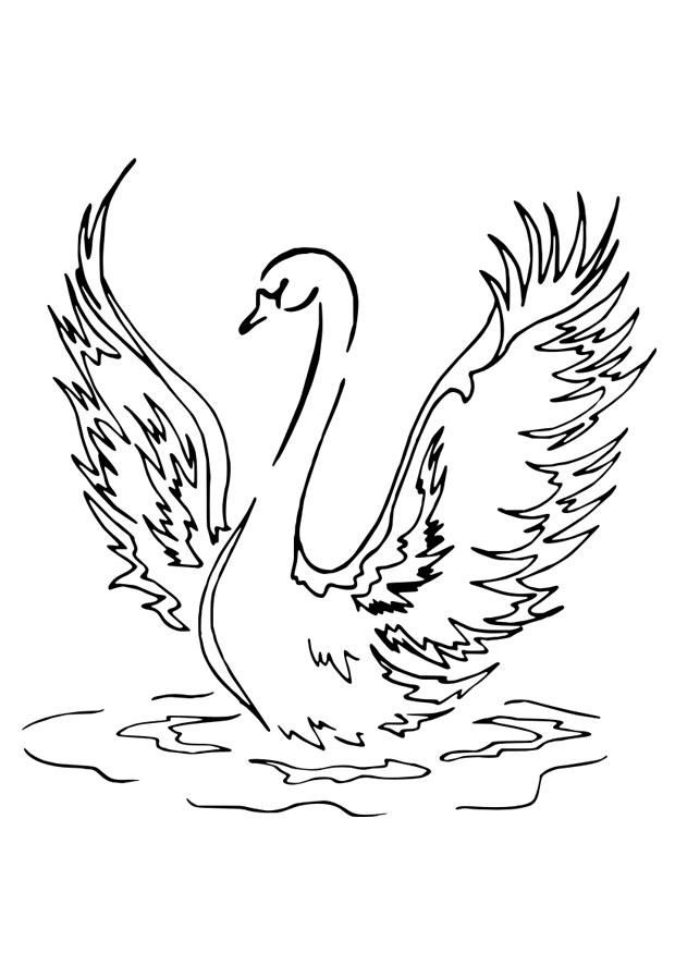 cisne Dibujo para colorear cisne