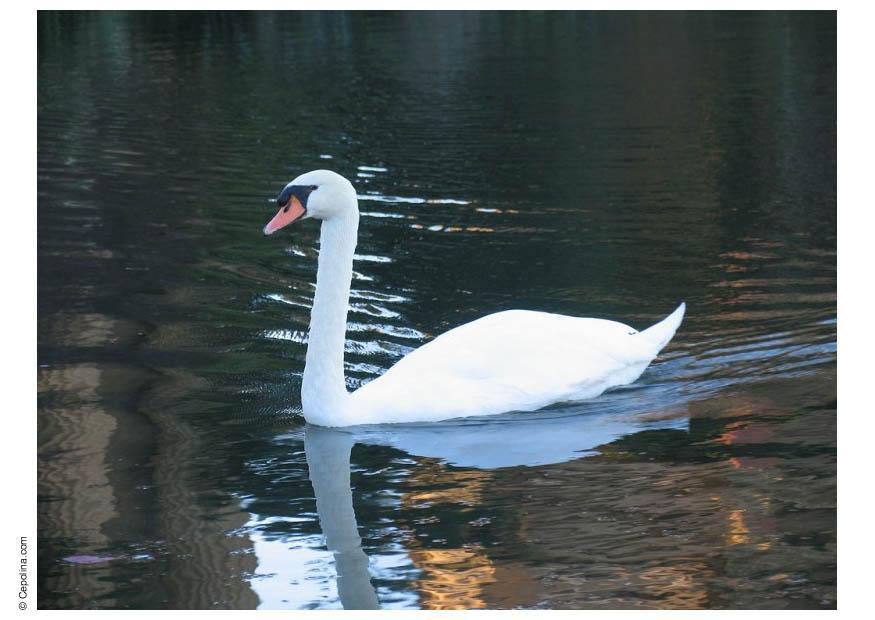 cisne Foto cisne