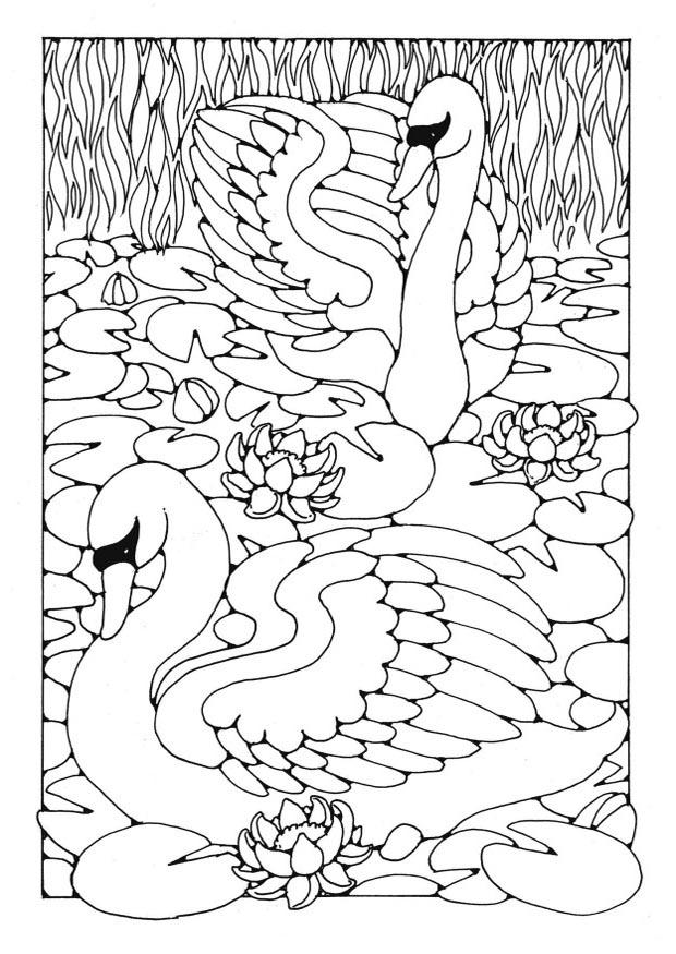 cisnes Dibujo para colorear cisnes