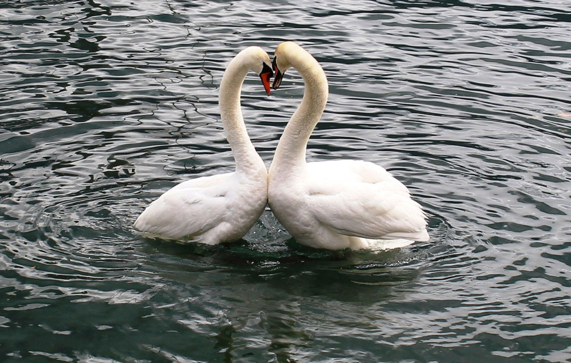 cisnes Foto cisnes