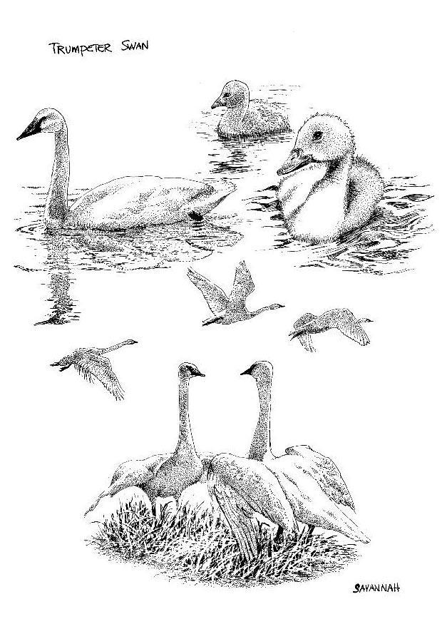 cisnes Dibujo para colorear cisnes