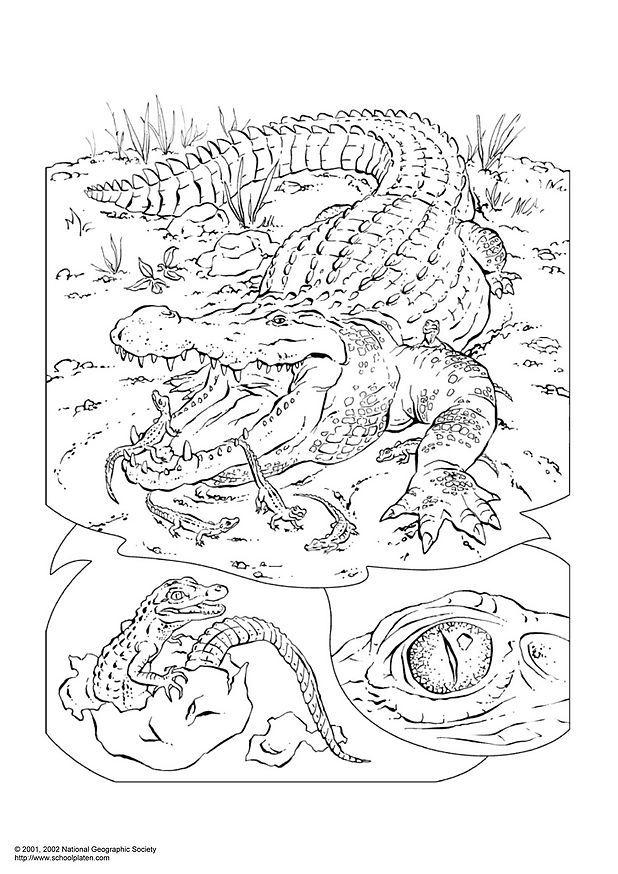 Dibujo para colorear cocodrilo