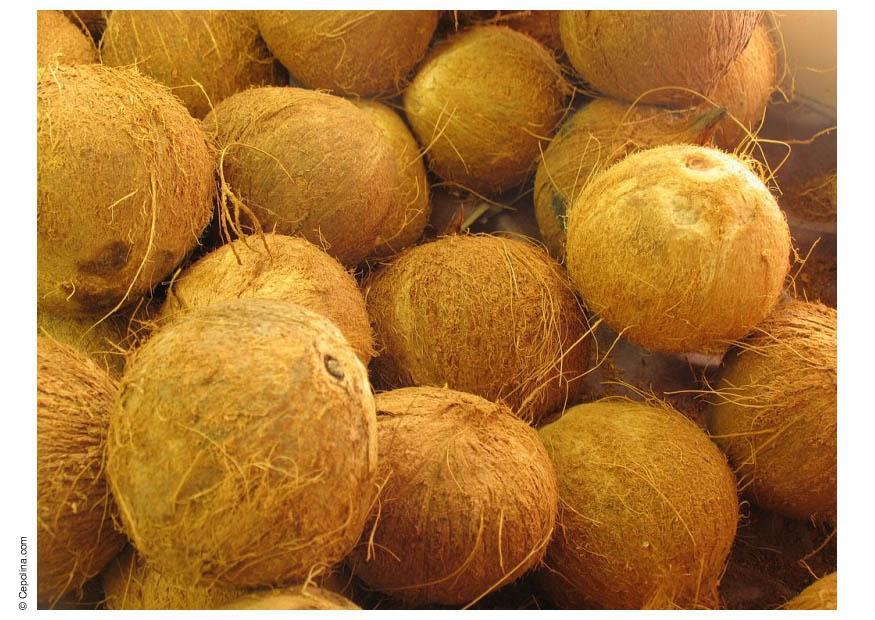 cocos Foto cocos