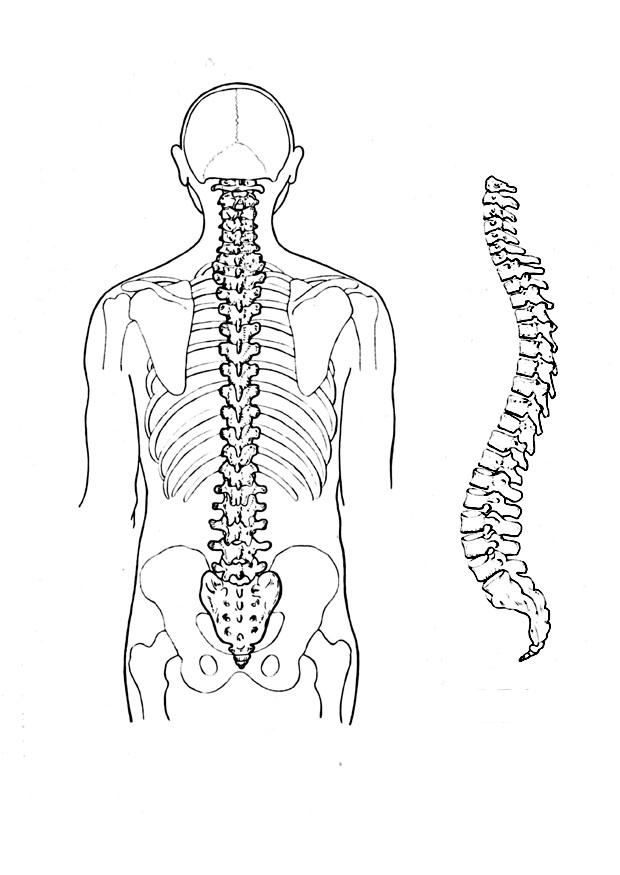 columna vertebral Dibujo para colorear columna vertebral