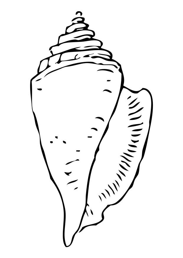concha Dibujo para colorear concha