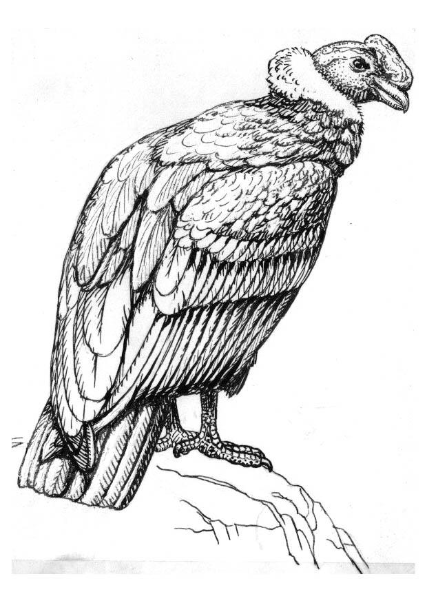 condor Dibujo para colorear condor