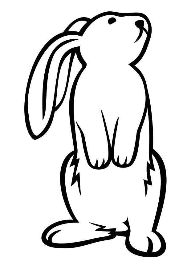 Dibujo para colorear conejo