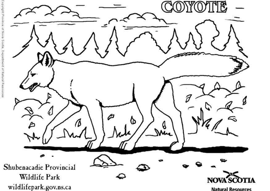 Dibujo para colorear coyote