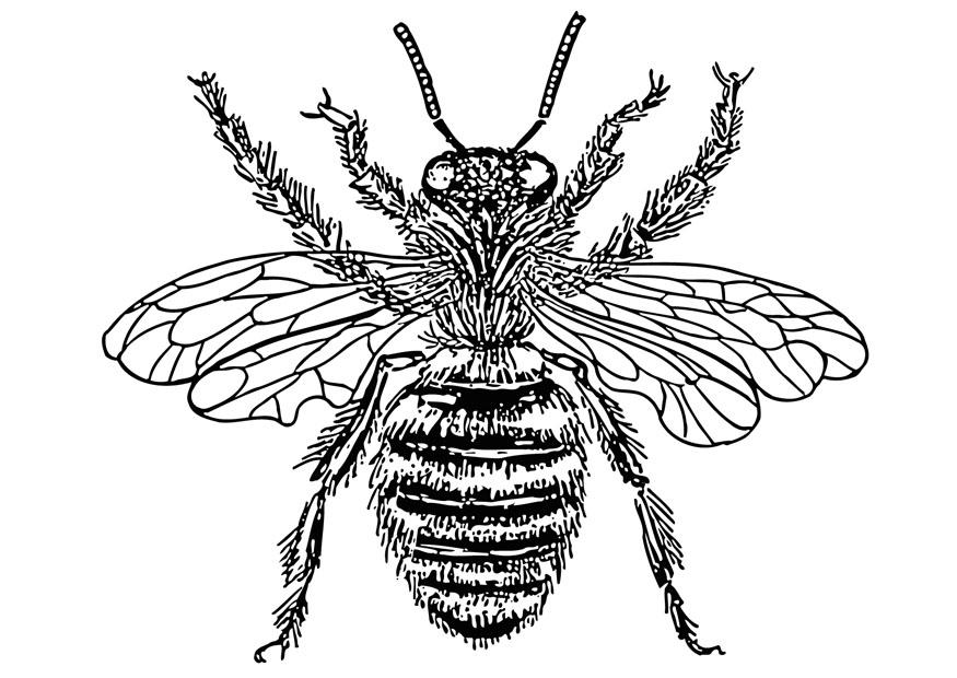 Dibujo para colorear abeja reina