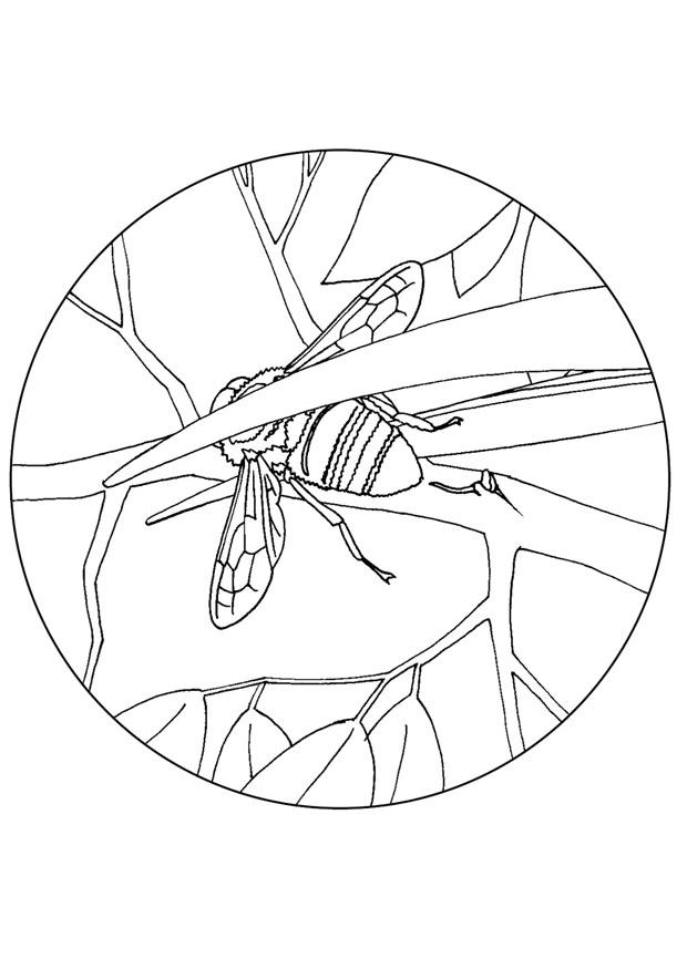Dibujo para colorear abejorro elimina el aguiA³n