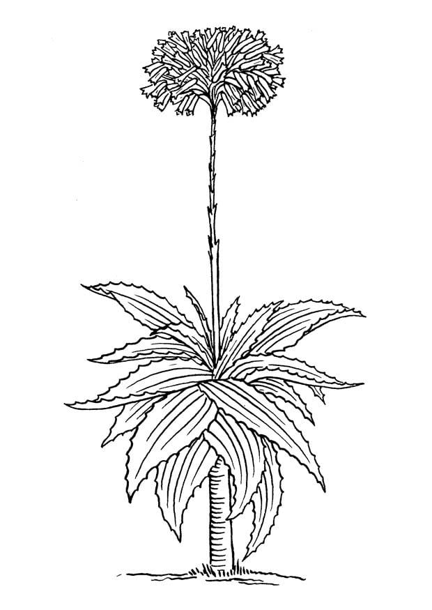 Dibujo para colorear aloe vera