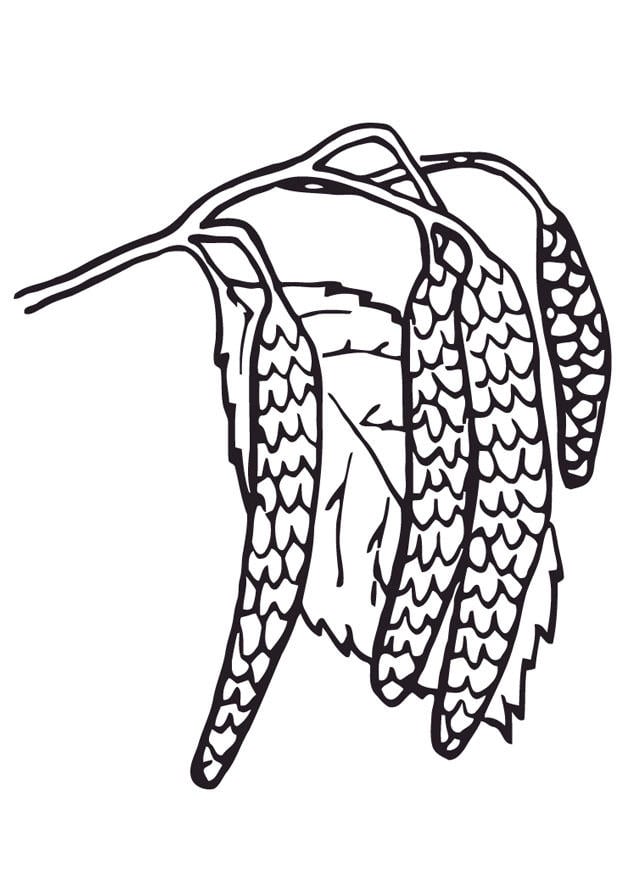 Dibujo para colorear amentos de los sauces