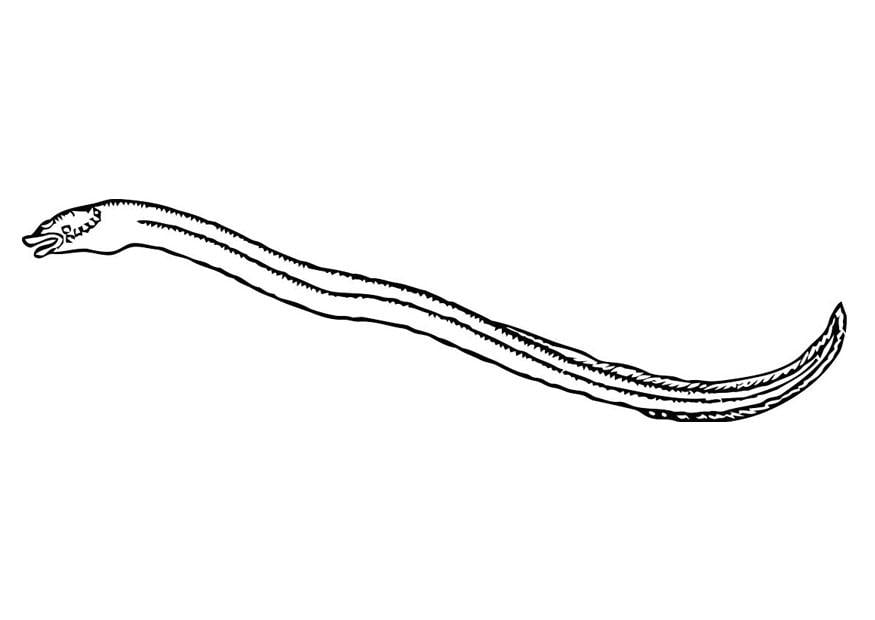 Dibujo para colorear anguila