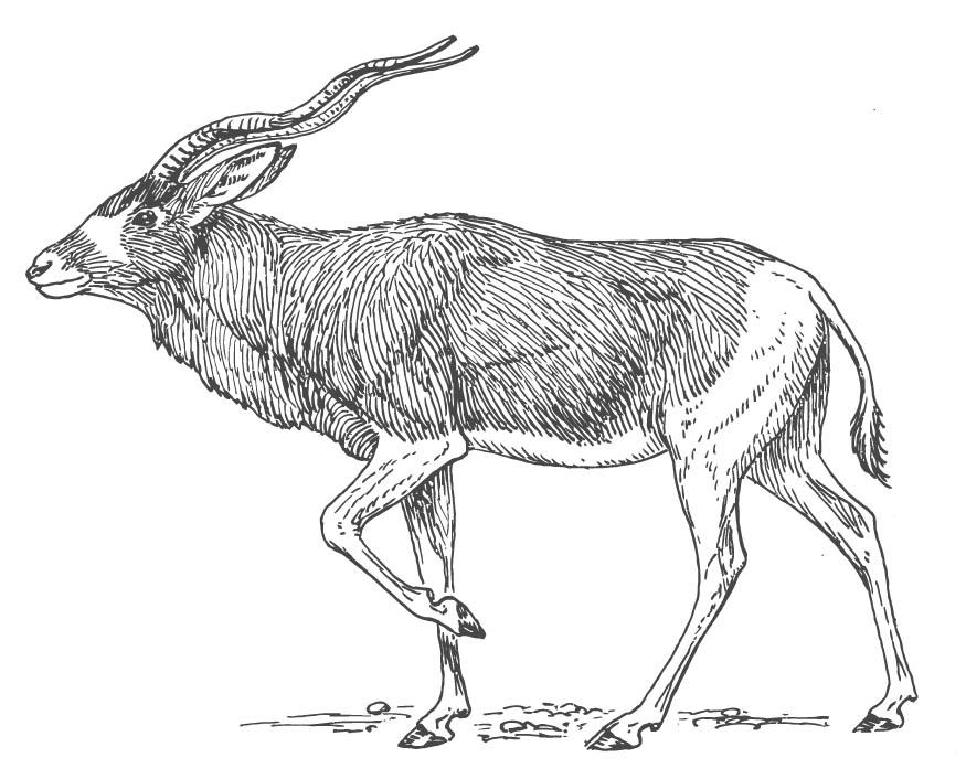 Dibujo para colorear antA­lope