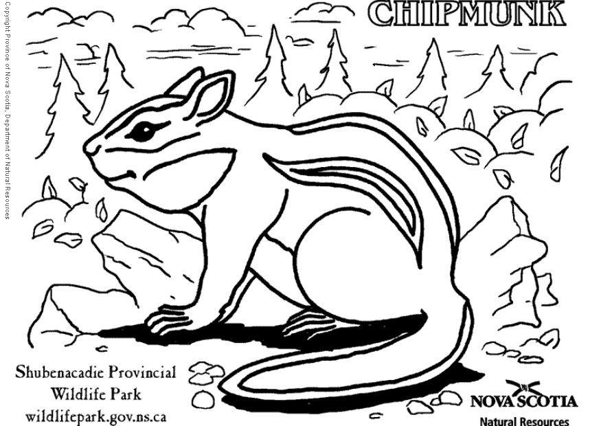 Dibujo para colorear ardilla listada