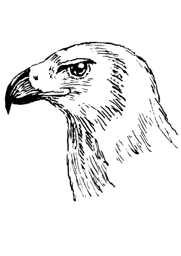 Dibujo para colorear ave rapaz