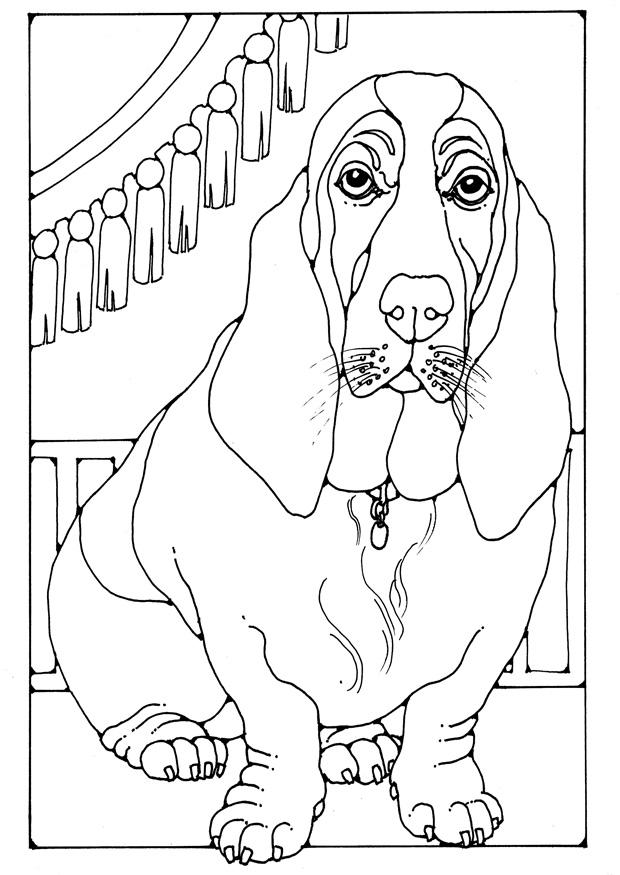 Dibujo para colorear basset