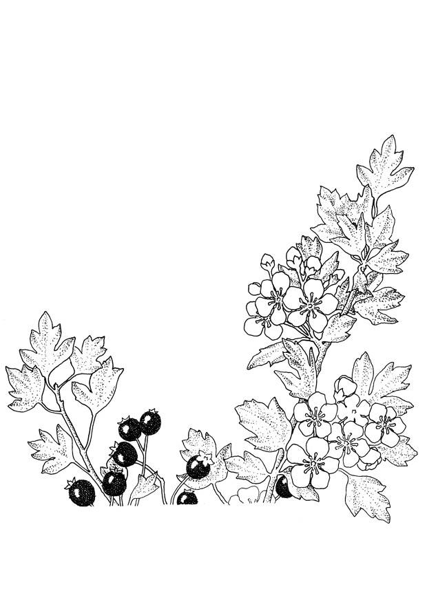 Dibujo para colorear bayas y flores