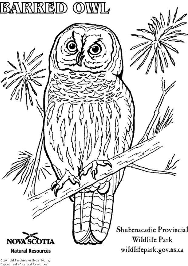 Dibujo para colorear bAºho listado