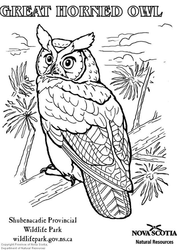 Dibujo para colorear bAºho real americano
