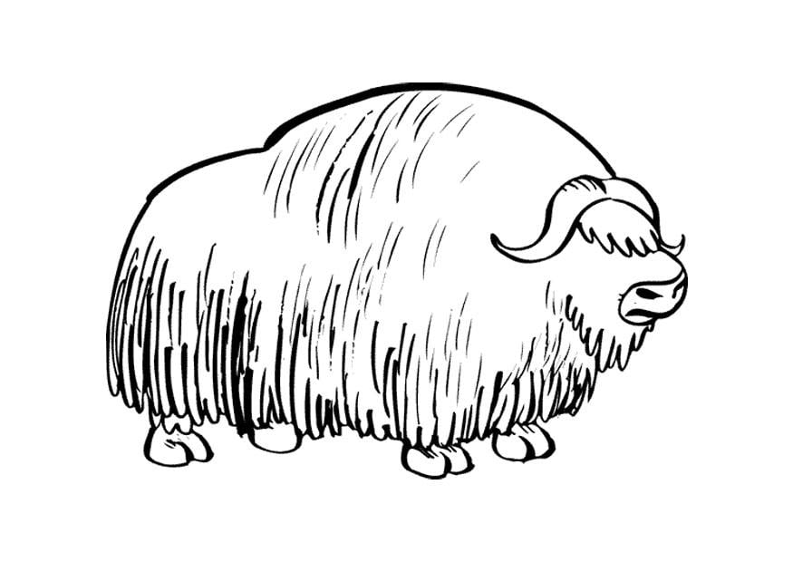 Dibujo para colorear bisonte
