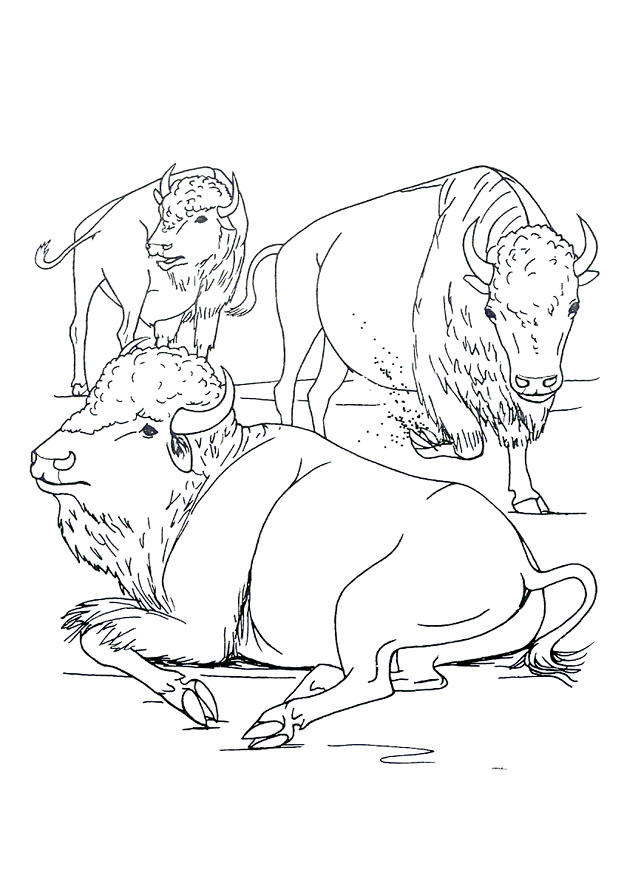 Dibujo para colorear bisontes