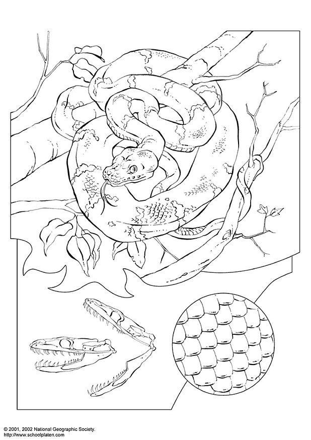 Dibujo para colorear boa verde